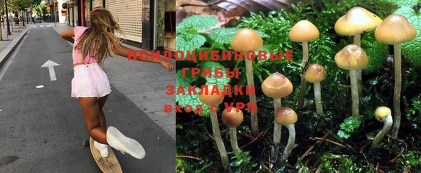 прущие грибы Аркадак